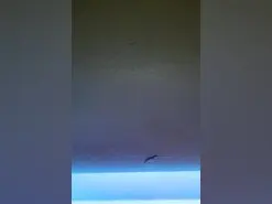 Amateur Watch Live Sex Cams of thesacredduo