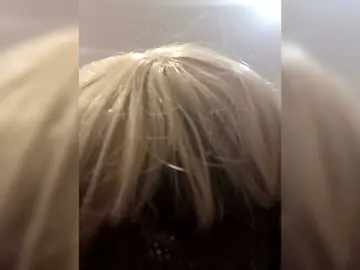 Bongacams Free Porn Cam of Tatap