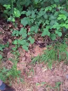 Cam4 Live Sex of orchideahot