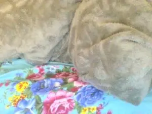 Cam4 Adult Webcam of Sweet_mellow