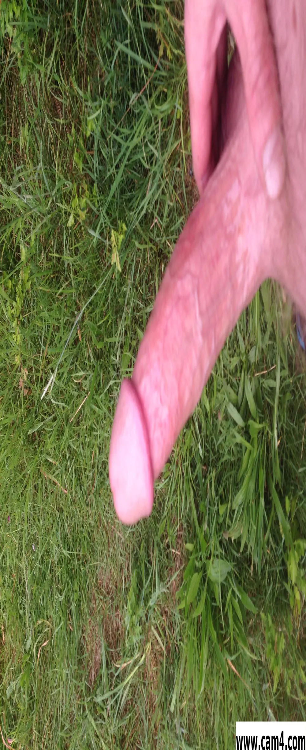 Sturtlem