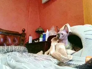 Cam4 Private Sex Chat of _Kamax69