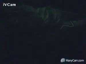Cam4 Adult Webcams of dusty232