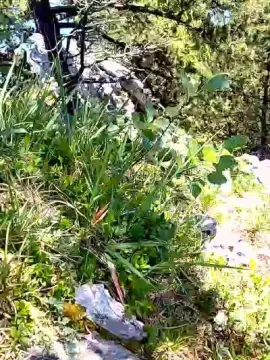 Cam4 Live Porn of lu_51