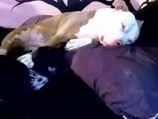 Camsoda Live Porn of 1800fu