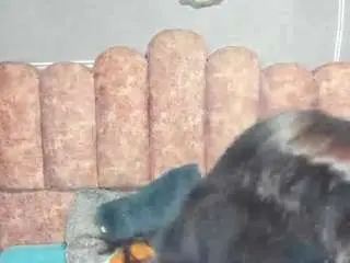 Camsoda Sex Cam of cloysmith