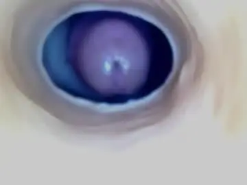 Chaturbate Live Porn of paulainoscente