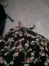Dscgirls Nude Webcam of Shygurl_Tamil