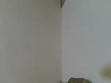 Stripchat Sex Cam of elpoop7305